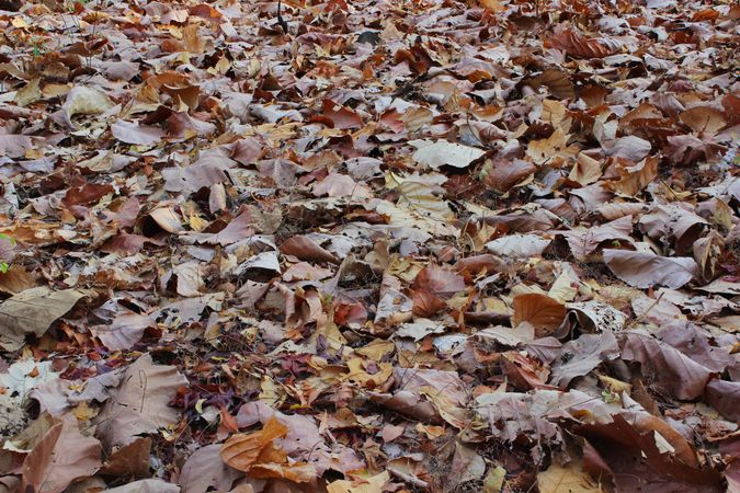 dry leaves scattered around