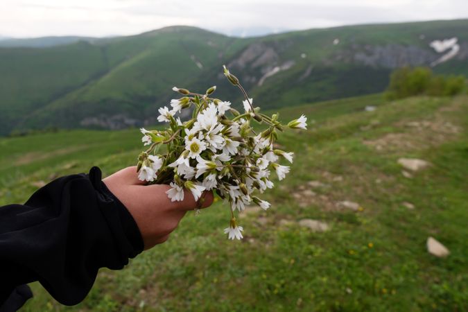 Hand holding bouquet of Cerastium alpinum