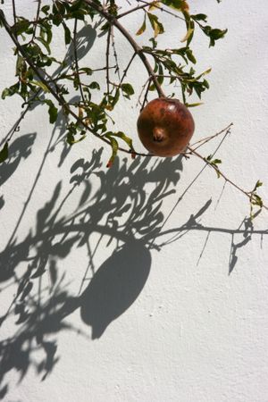 Pomegranate