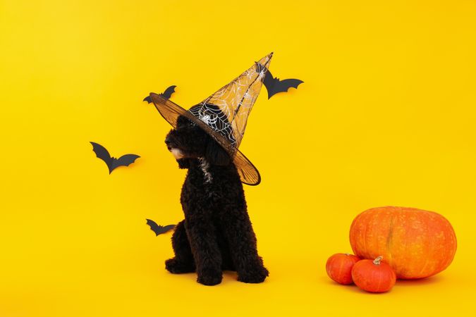 Concept of Halloween, dog in witch hat on yellow background