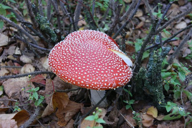 Mushroom