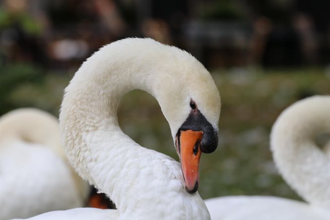 Swan in close up