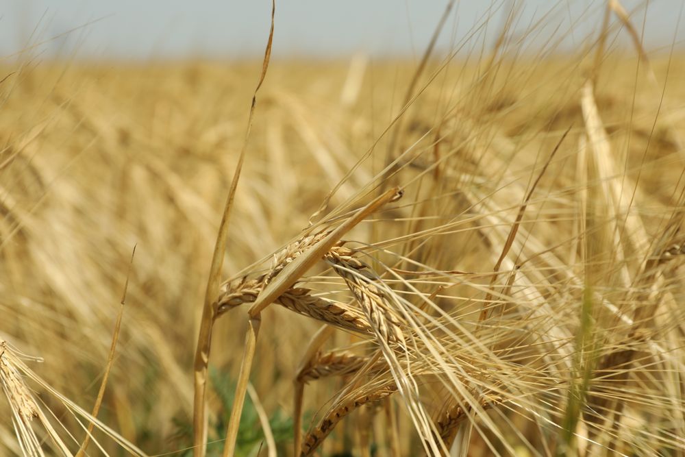 Barley field. Agriculture and farming. First summer harvest