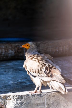 Cute Egyptian vulture fowl in the zoo