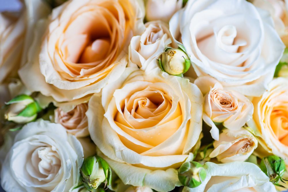 Close up of light roses on concrete background