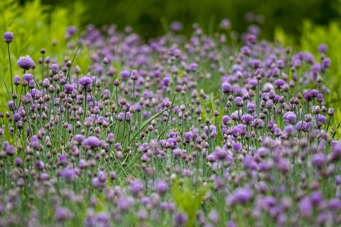 Copake, New York - May 19, 2022: Field of purple flowers