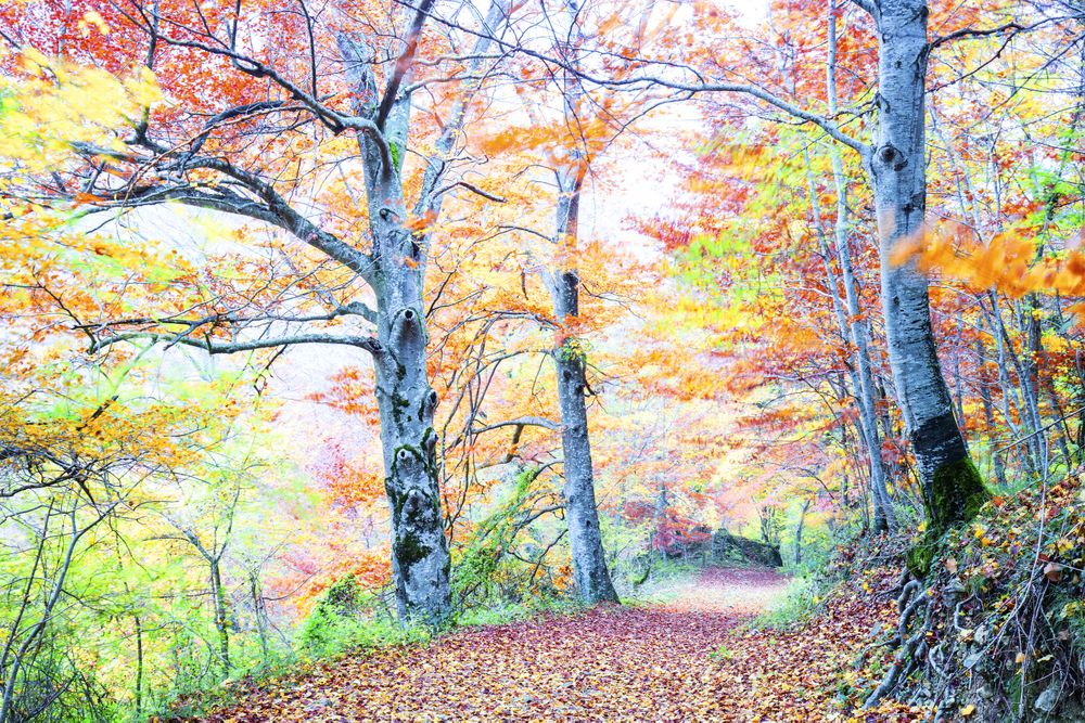 Majestic big tree with multicolored foliage in light