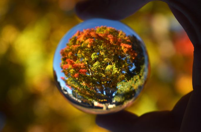 Person holding glass ball propagating yellow tree in autumn during daytime