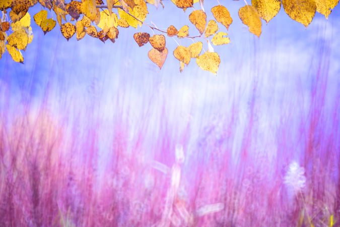 Typha plant in purple light