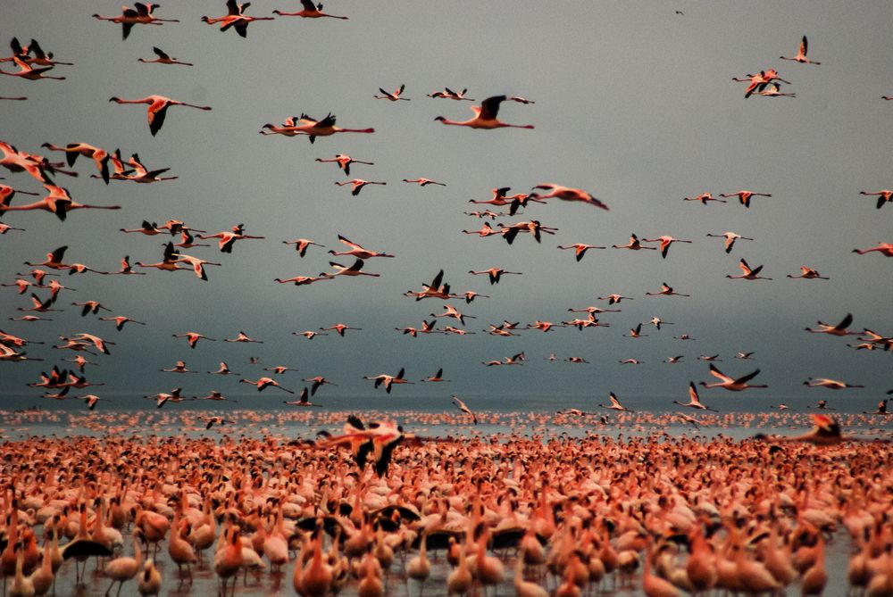 Flock of flamingos flying over the water