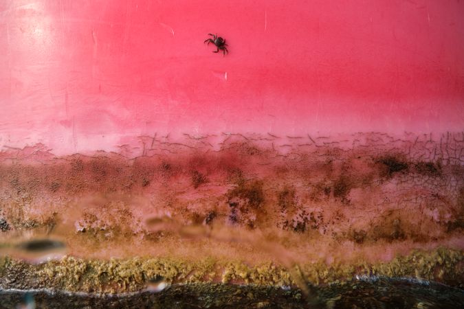 Photo of dry grass on pink background