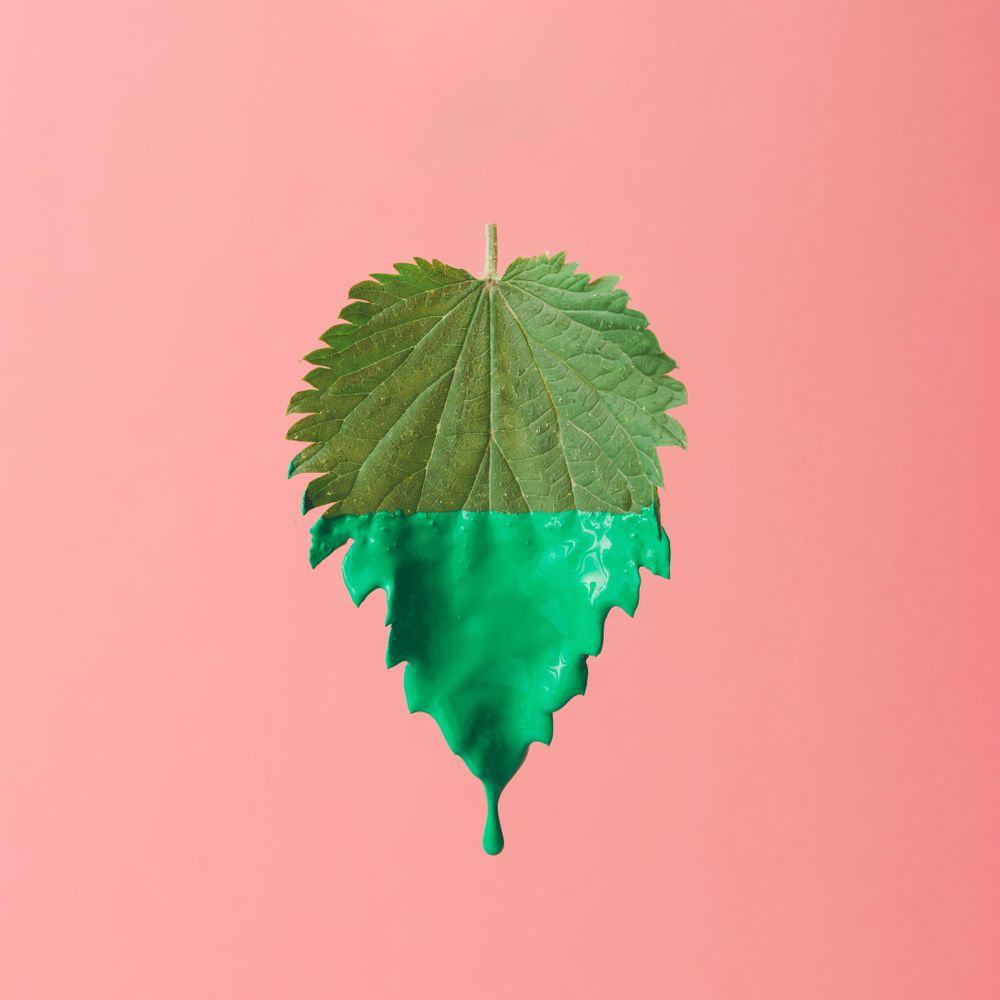 Nettle leaf dripping with paint on pink background