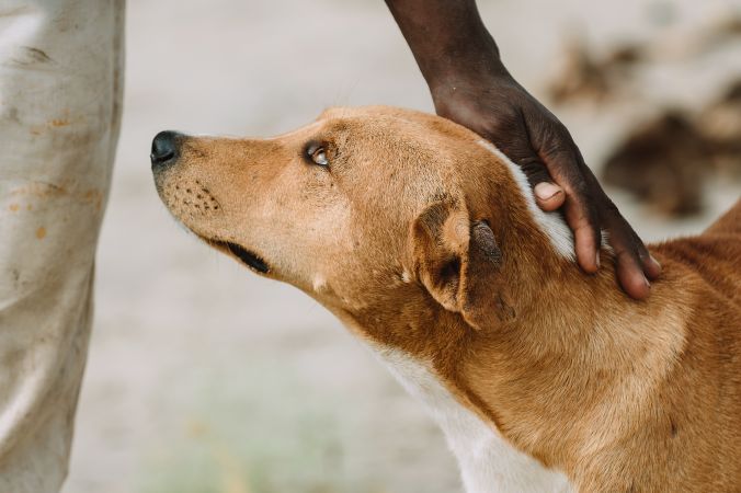Crop person petting dog