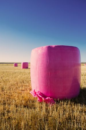 Bales wrapped with pink plastic