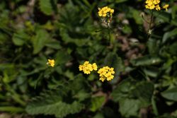 Cluster yellow wildflowers growing among green leaves