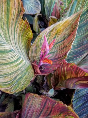 Large canna phasion leaves with bud in the center