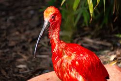 Scarlet ibis