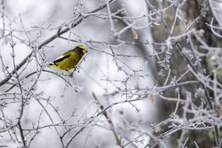 An evening grosbeak sitting on a wintry branch