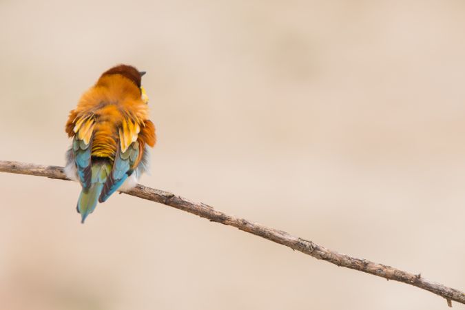 Bird standing on tree branch