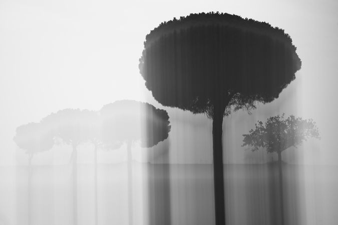 Defocused trees in sunset valley