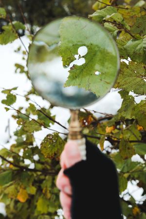 Person looking through magnifier at leaf
