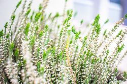 Light calluna flowers blooming in a garden as a natural background