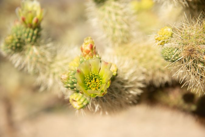 Macro shot of flowering Cholla cactus