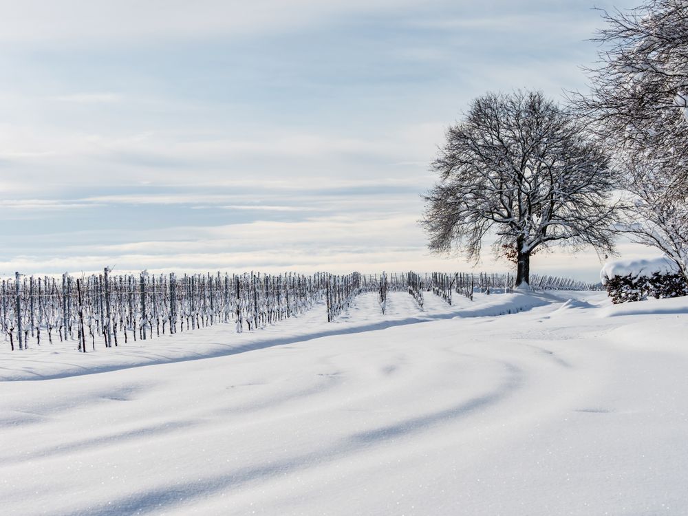 Alsace vineyards under heavy snow on a sunny winter day. Details and top view.