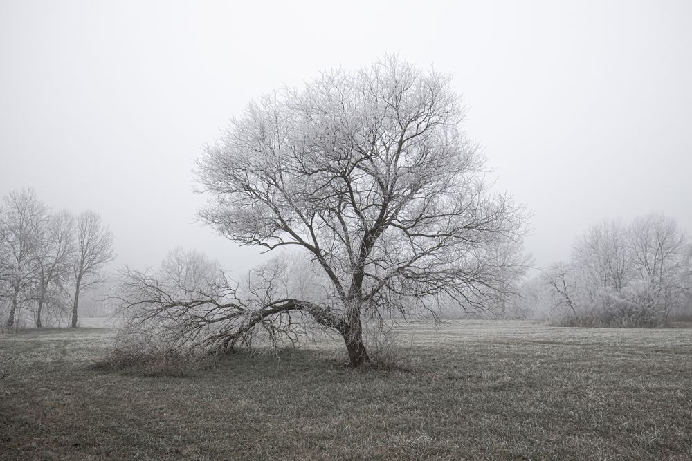Tree on a wintry overcast day day