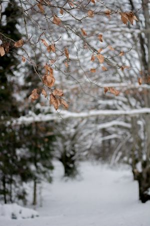 Branches with dry leaves in winter park