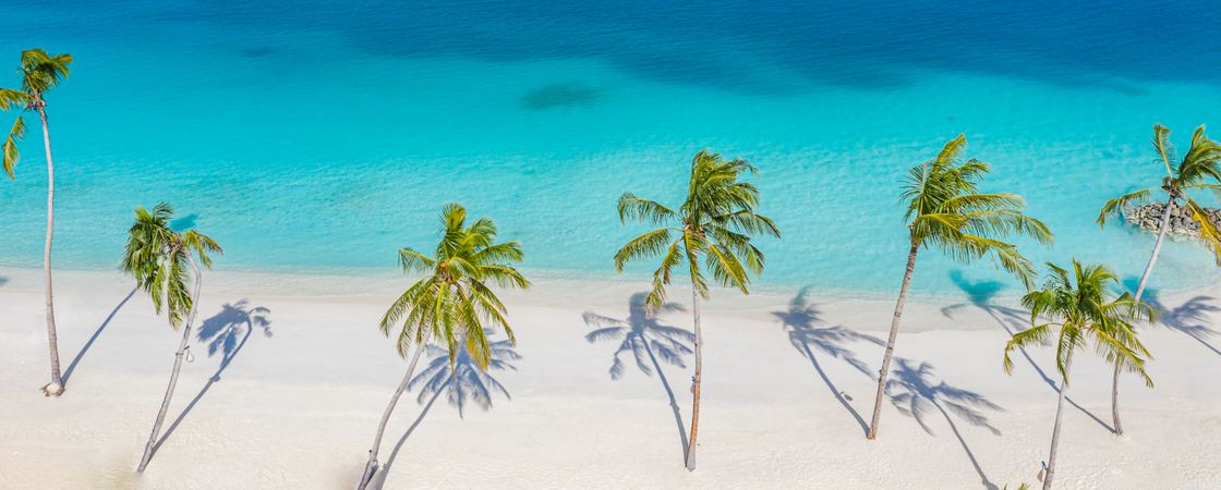 Palm trees and shadows lining a tropical beach, wide