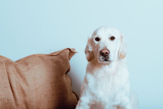 Big white Labrador looking at camera