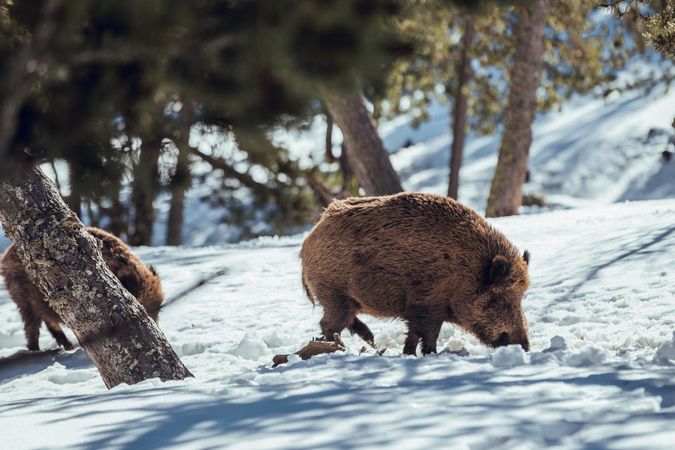 Boars pasturing between trees and snow