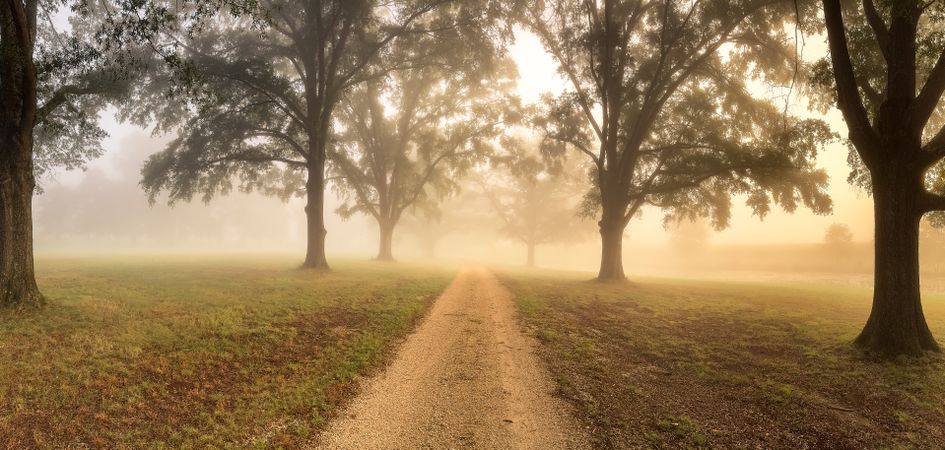 The autumn mist filters the morning glow