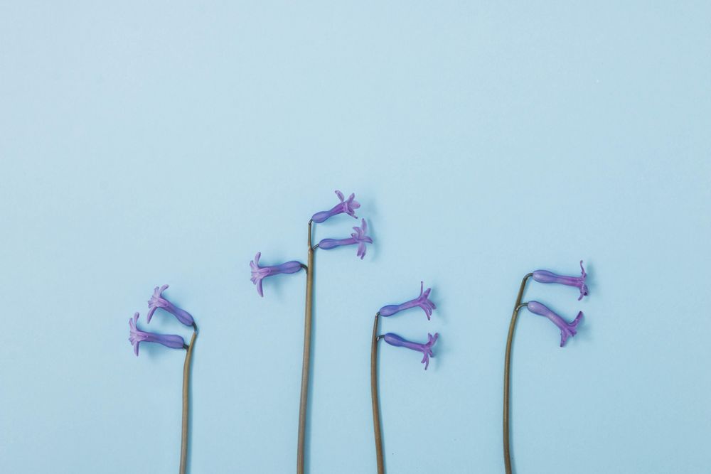 Flat lay of violet flowers on pastel blue background