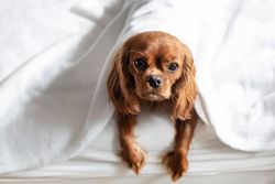 Cavalier spaniel looking up from under blanket on bed
