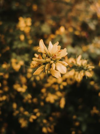 Yellow meadow flowers among green leaves