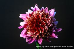 Light pink dahlia with yellow tips 0P7Oab