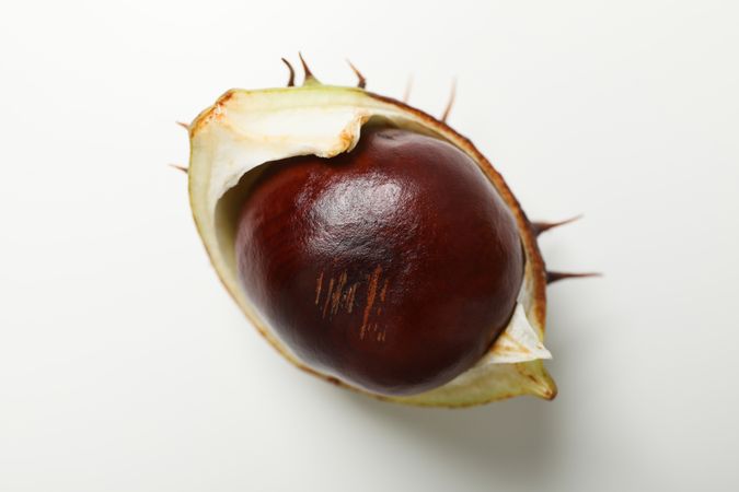 Fresh and ripe chestnuts, close up, Autumn chestnuts