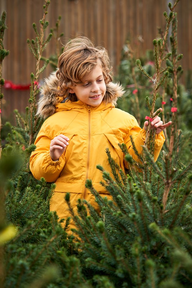 Adorable kid exploring fir tree