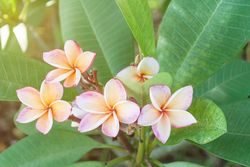 Plumeria frangipani flowers in nature, Frangipani