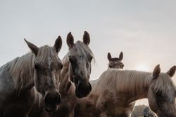 Funny horses on meadow