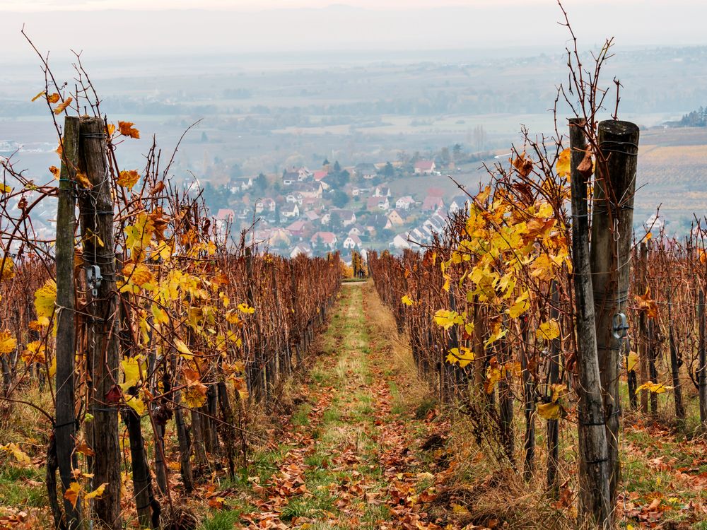 Orange red rust colored vineyards in Alsace. Autumn landscape after harvest.