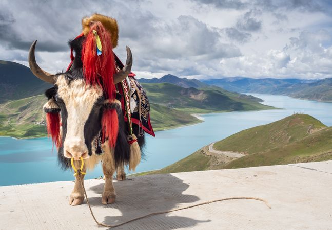 Saddled cow near river and hills