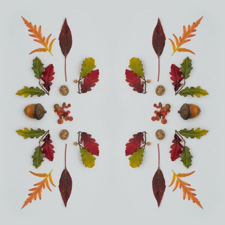 Symmetrical lay out of autumnal leaves on light background