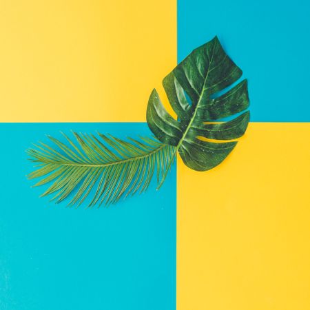 Tropical and palm leaves on cyan and yellow background