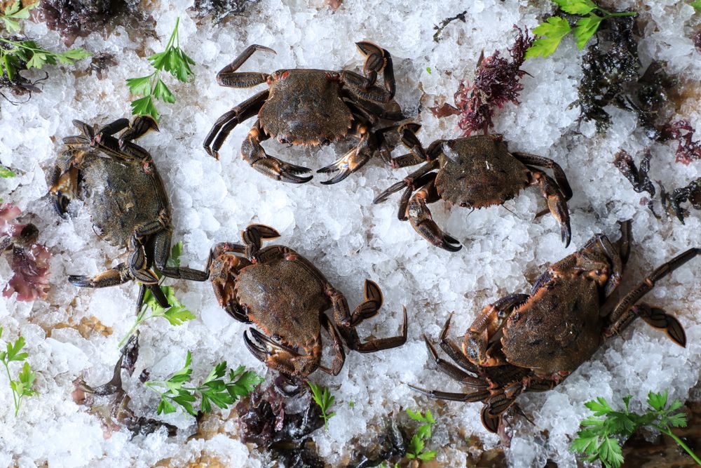 Big fresh crabs on cut ice cubes