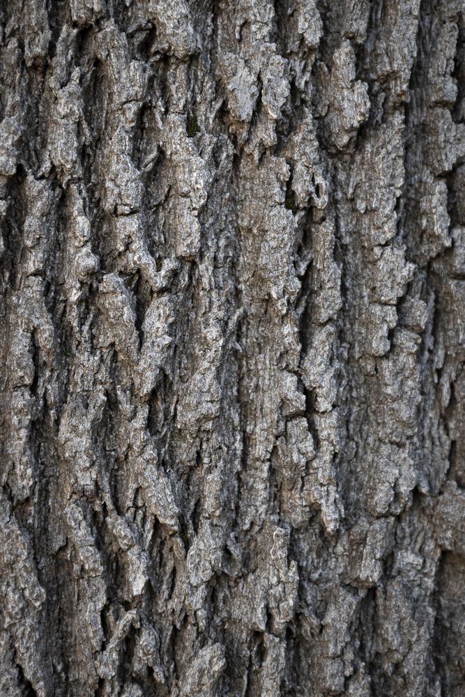 Grayish tree bark. Wood texture with cracks. Tree trunk