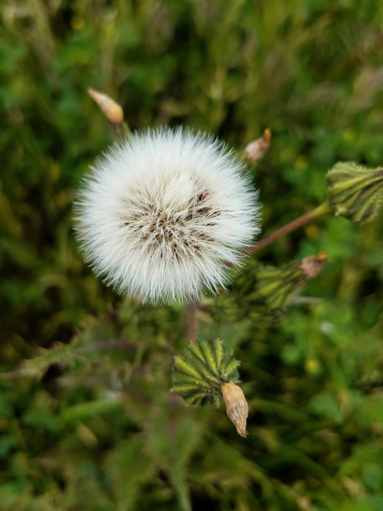 Dandelion in green grass