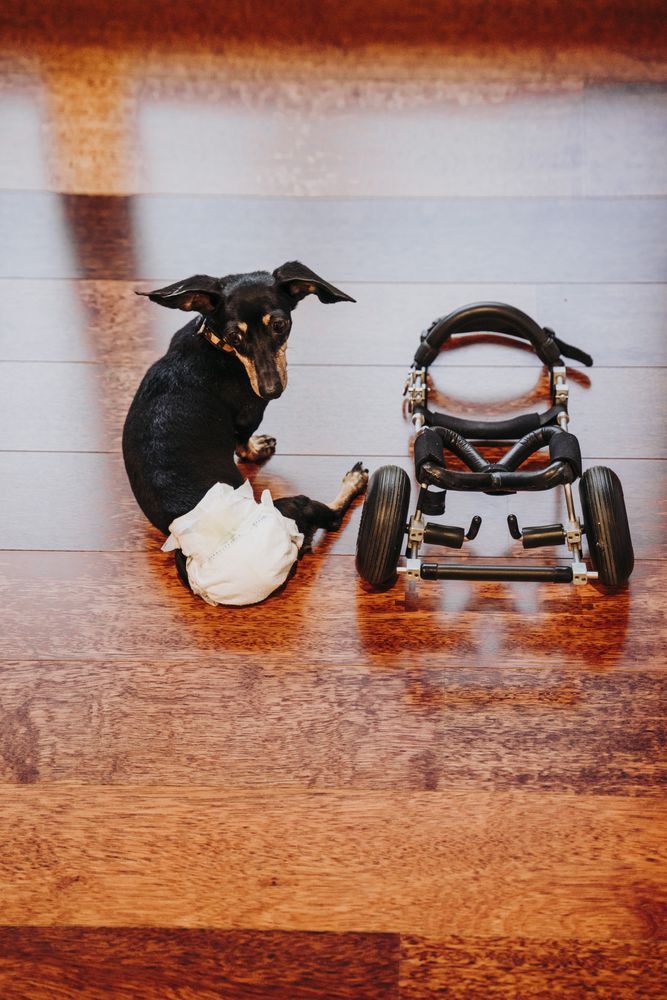 Dog sitting near wheelchair on floor